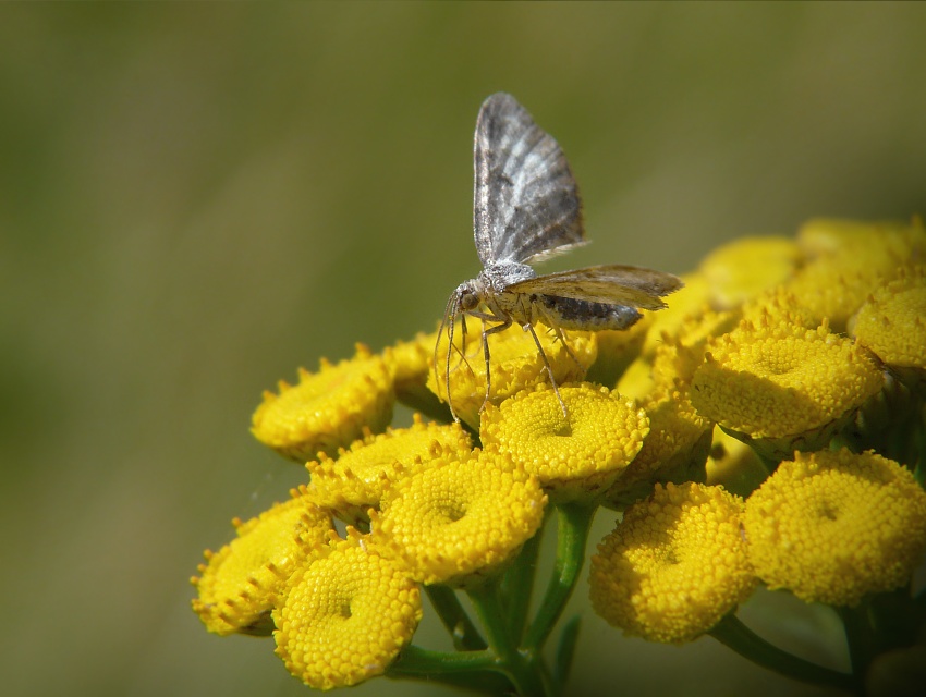 Eupithecia succenturiata (grotnik byliczak) Eupithecia succenturiata (grotnik byliczak)