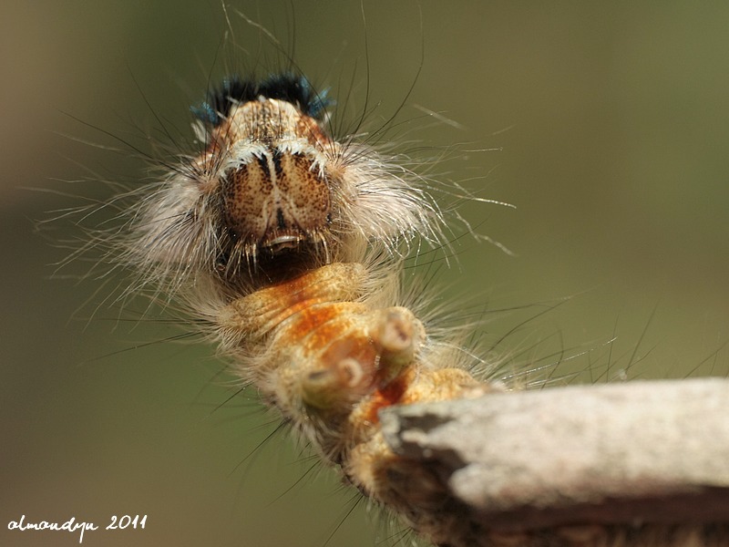 Barczatka sosnówka Barczatka sosnówka
