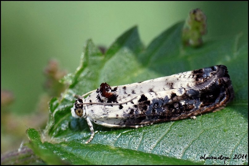 Hedya salicella Hedya salicella