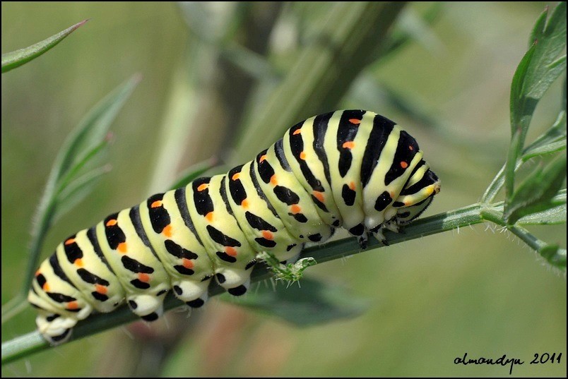 Na dzikiej marchwi... Na dzikiej marchwi...