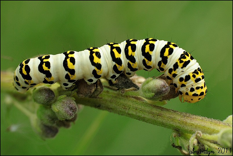 Kapturnica trędownikówka Kapturnica trędownikówka