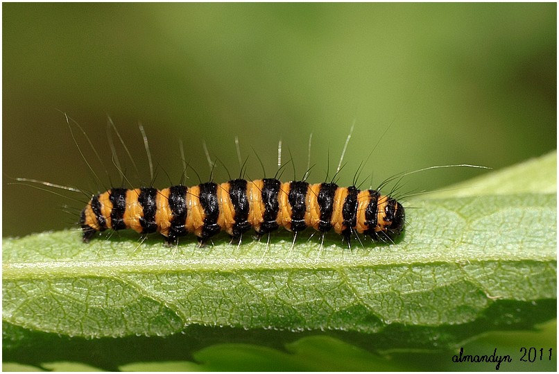 Tyria jacobaeae Tyria jacobaeae