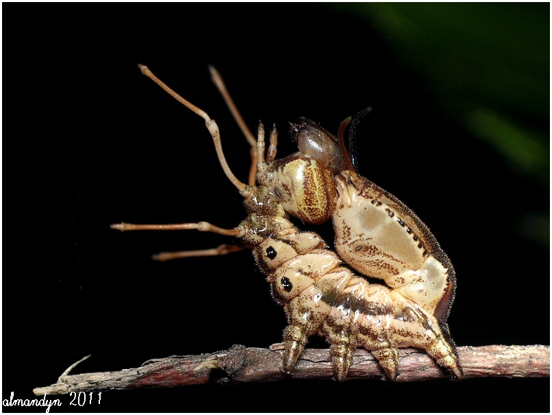 Potwora buczynówka Potwora buczynówka