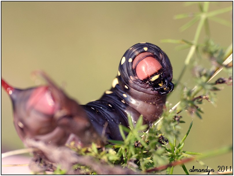 Zmrocznik przytuliak Zmrocznik przytuliak