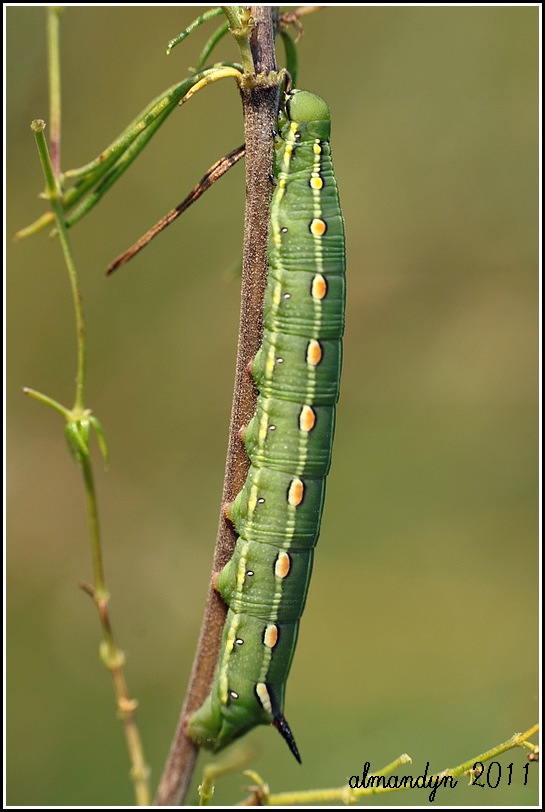 Hyles gallii Hyles gallii