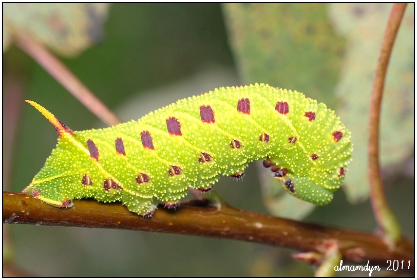 Laothoe populi Laothoe populi