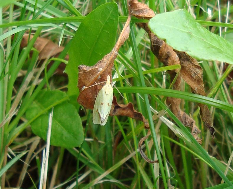 agapeta hamana? agapeta hamana?