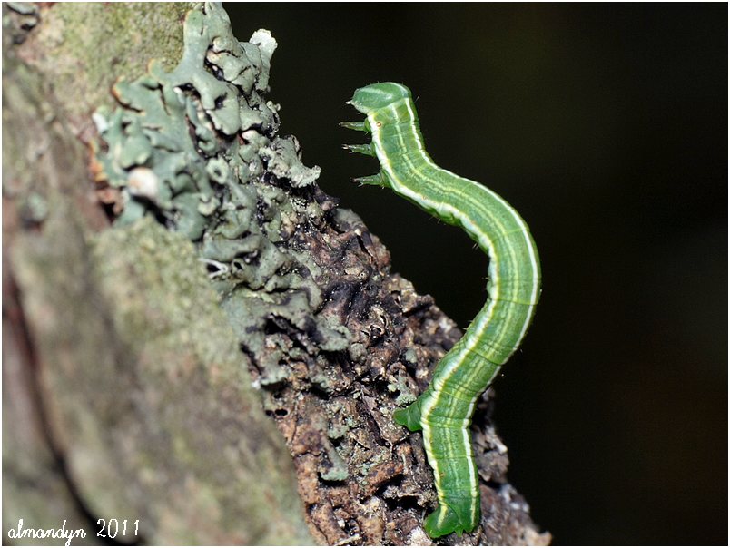 Bupalus piniaria Bupalus piniaria
