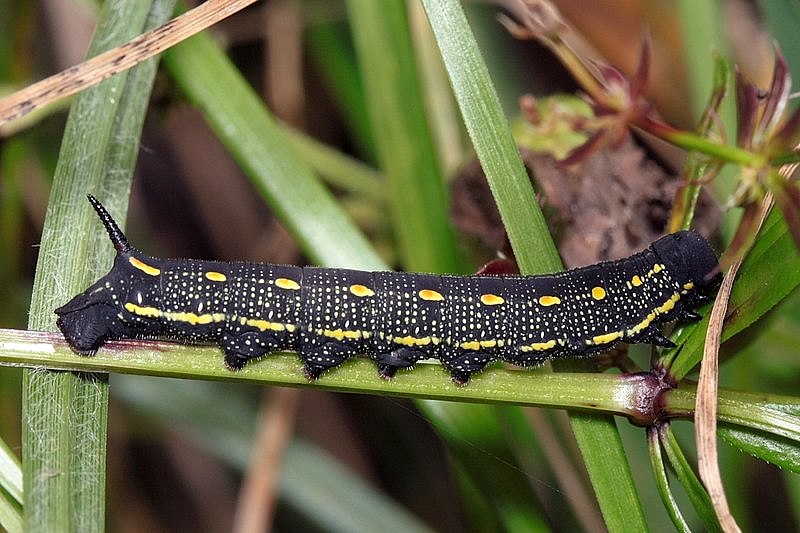 Hyles gallii Hyles gallii