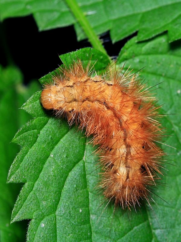 Szewnica bzówka Szewnica bzówka