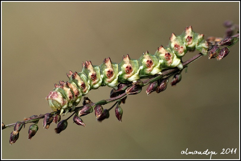 Cucullia artemisiae Cucullia artemisiae