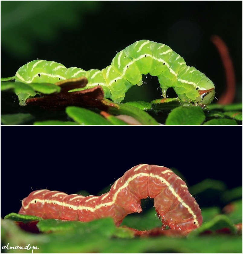 Callopistria juventina (STOLL, 1782 ) Callopistria juventina (STOLL, 1782 )