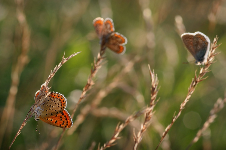 obfitość... obfitość...