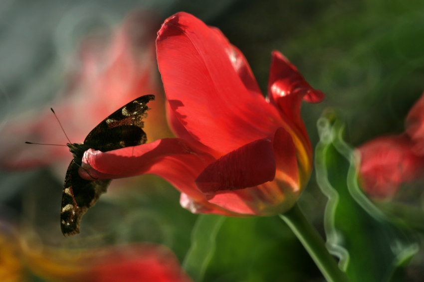 wiosennie - tulipanowa rusałka... wiosennie - tulipanowa rusałka...