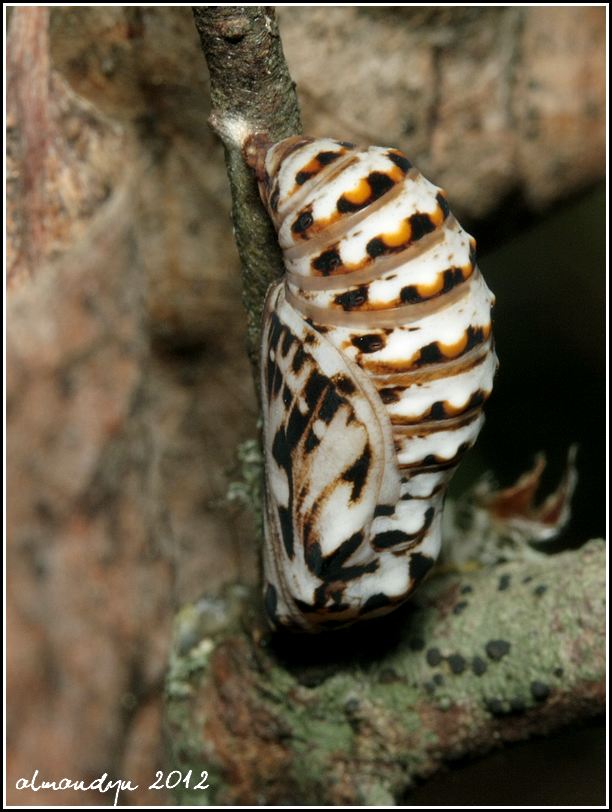 Przeplatka atalia Przeplatka atalia