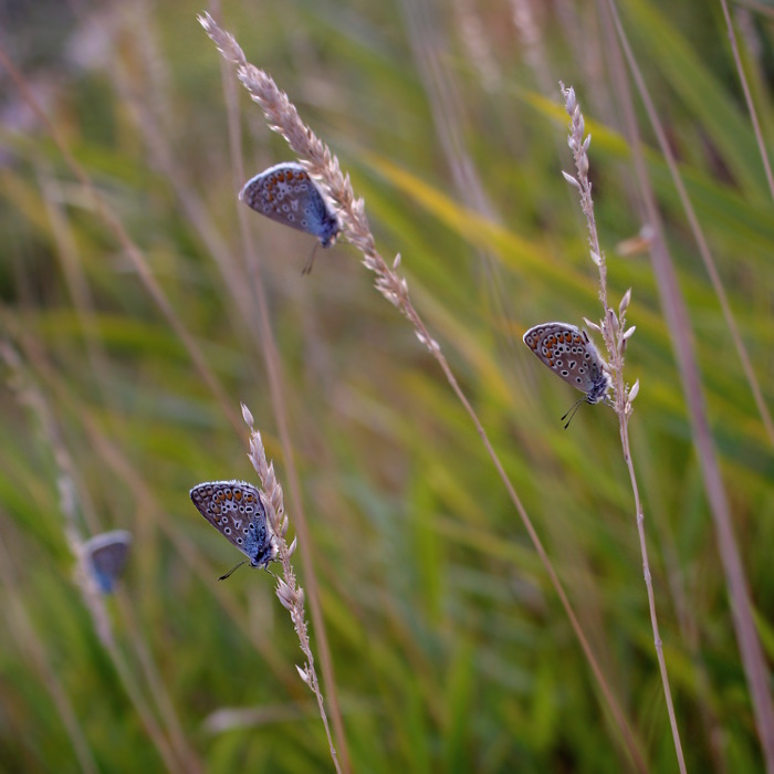 w Modraszkowie... w Modraszkowie...