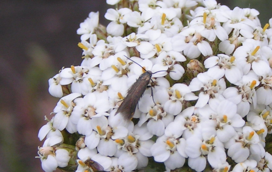 CZY TO MIKRUS? CZY TO MIKRUS?