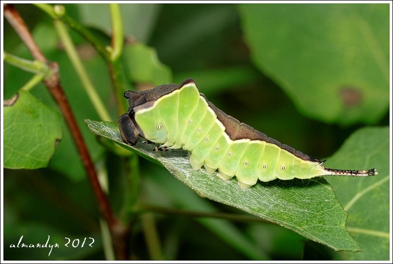 Widłogonka siwica Widłogonka siwica