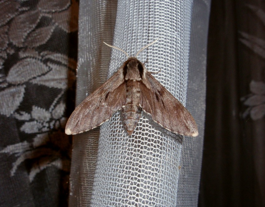 Zawisak borowiec Zawisak borowiec