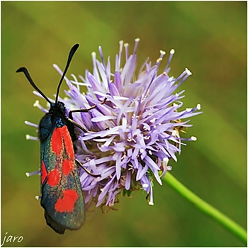 Kraśnik pięcioplamek Kraśnik pięcioplamek