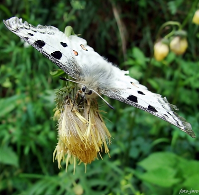 Niepylak apollo Niepylak apollo