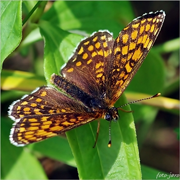 Przeplatka atalia Przeplatka atalia