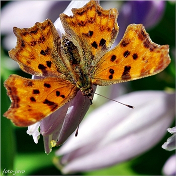 Rusałka ceik Rusałka ceik