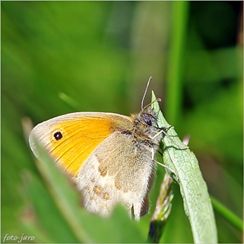 Strzępotek ruczajnik Strzępotek ruczajnik