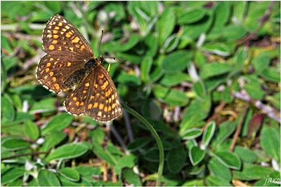 Wielena plamowstęg Wielena plamowstęg