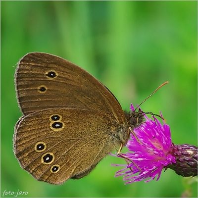 Przestrojnik trawnik Przestrojnik trawnik