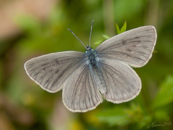 Modraszek alkon Modraszek alkon