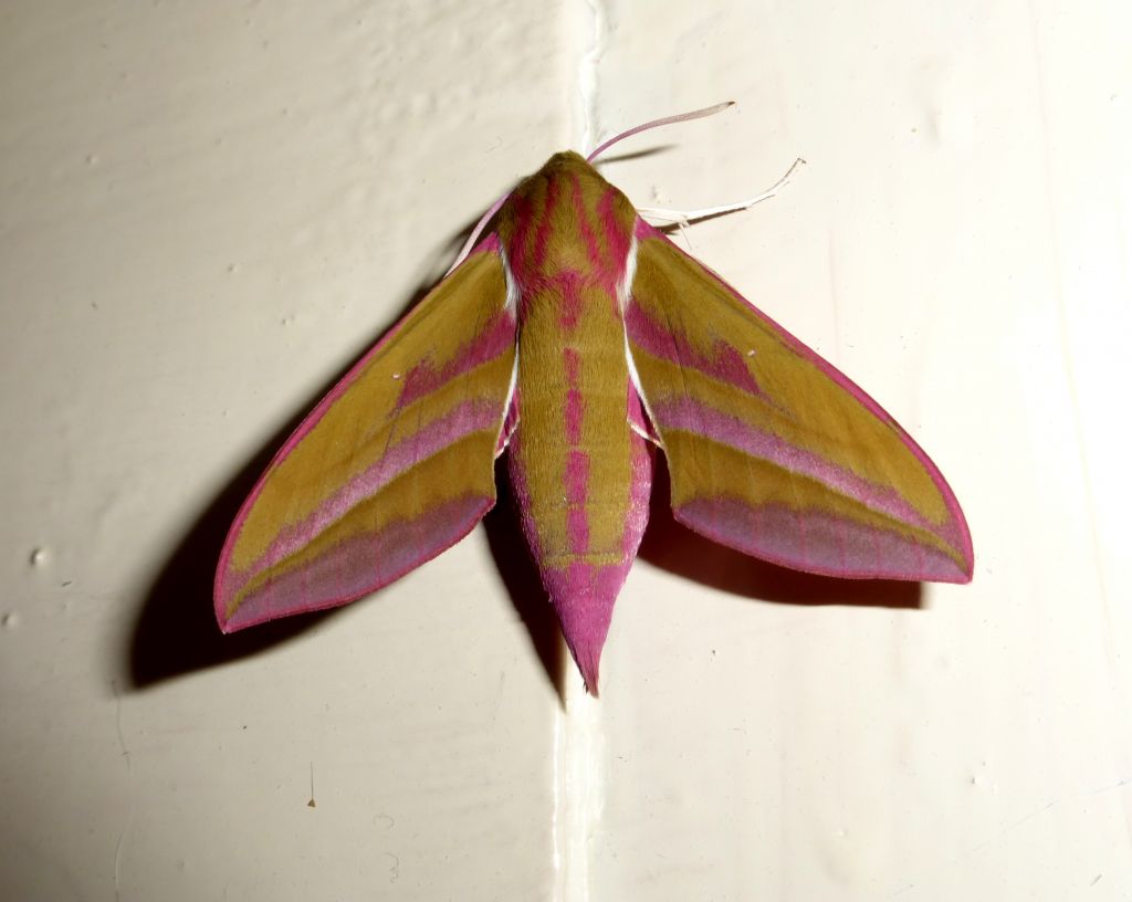 Zmrocznik gładysz (Deilephila elpenor) Zmrocznik gładysz (Deilephila elpenor)