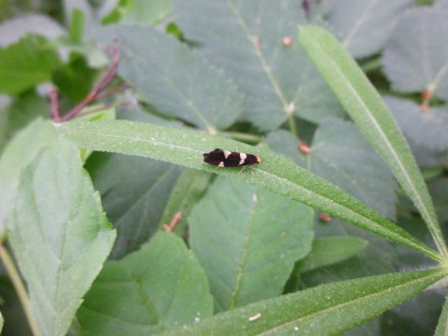 Czy dobra nazwa dla tego motylka?? Czy dobra nazwa dla tego motylka??