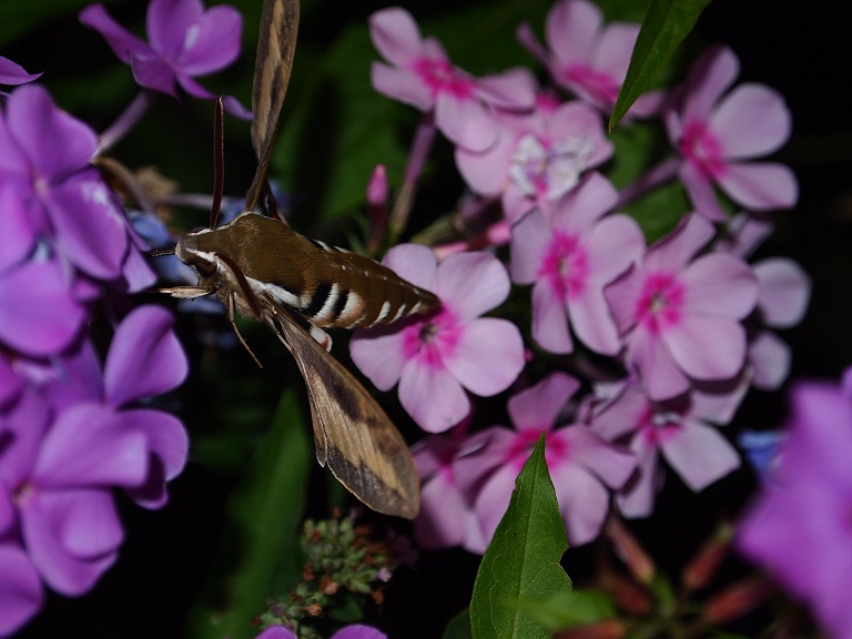 mój wczorajszy zawisak mój wczorajszy zawisak