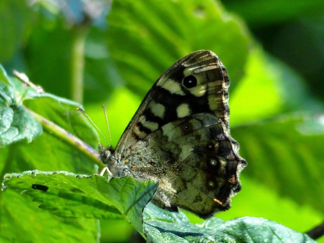 Osadnik egeria (Pararge aegeria) Osadnik egeria (Pararge aegeria)