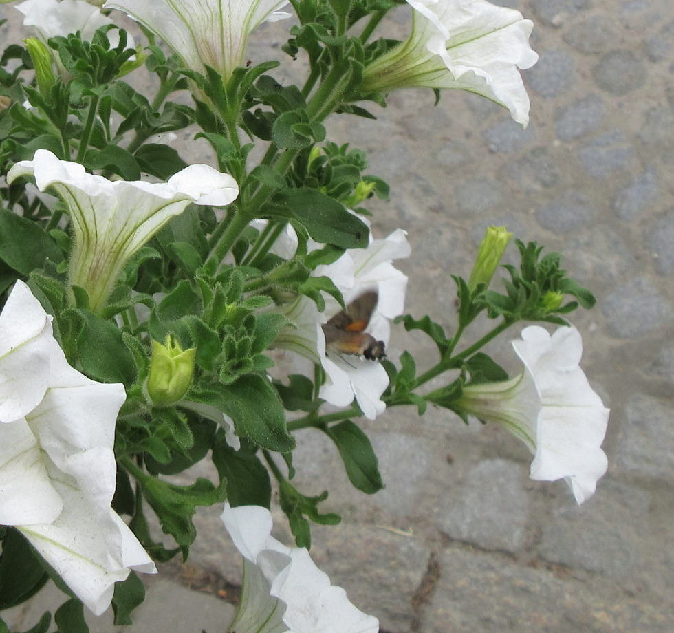 Zawisak w Międzygórzu/ Kłodzko Zawisak w Międzygórzu/ Kłodzko