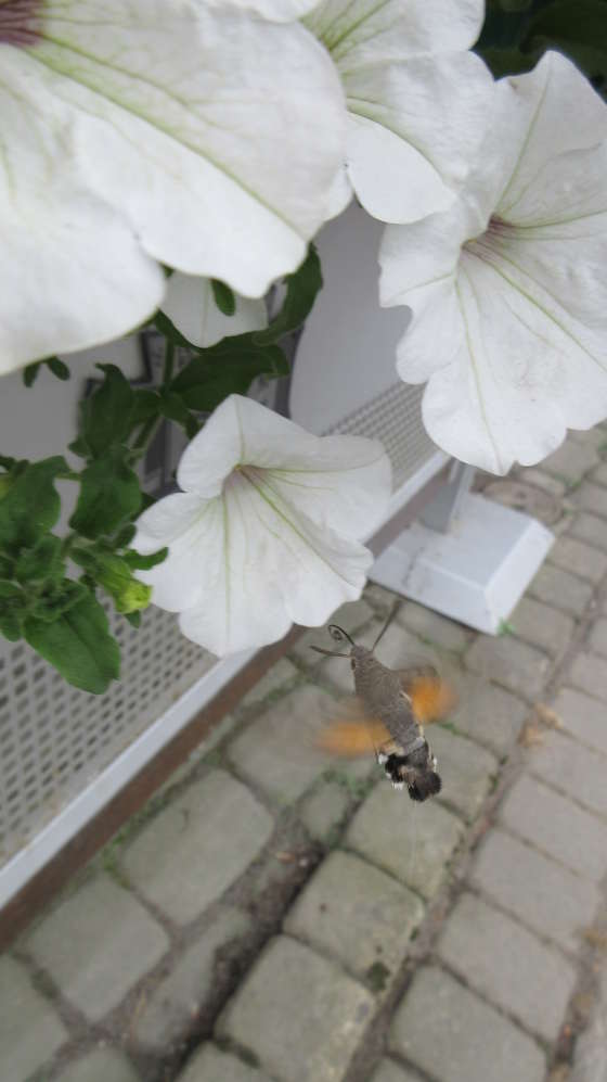 Zawisak. Międzygórze kłodzkie. Zawisak. Międzygórze kłodzkie.