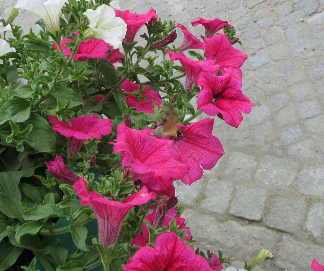 Zawisak w Międzygórzu/ Kłodzka. Zawisak w Międzygórzu/ Kłodzka.