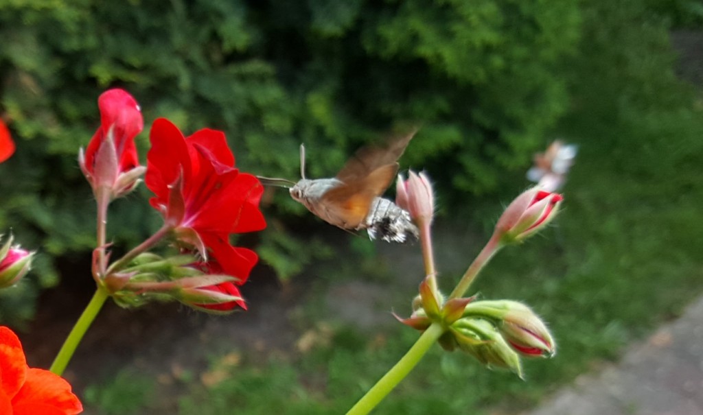 fruczak gołąbek fruczak gołąbek