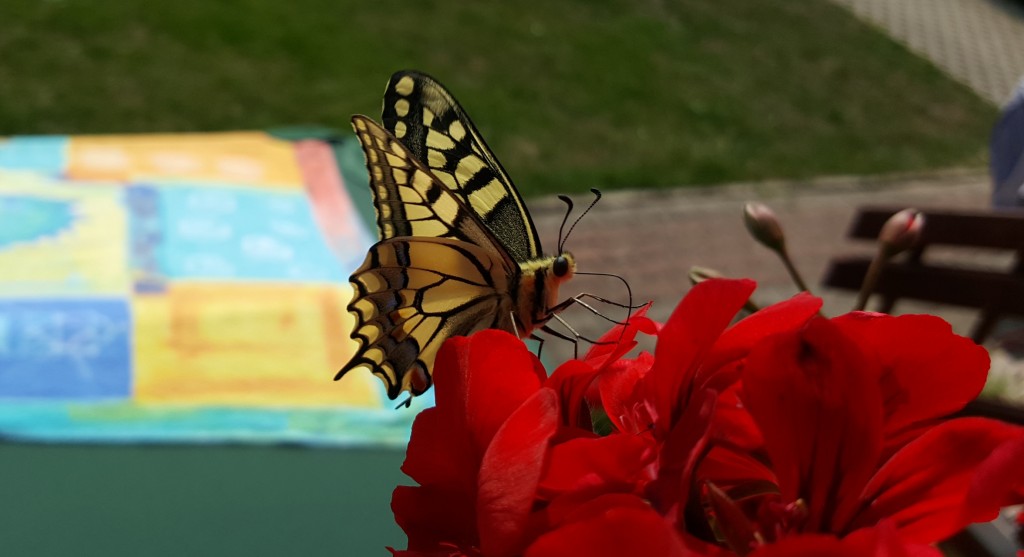 Paź królowej (Papilio machaon) Paź królowej (Papilio machaon)