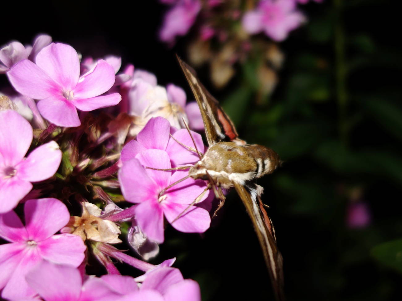 Hyles gallii Hyles gallii