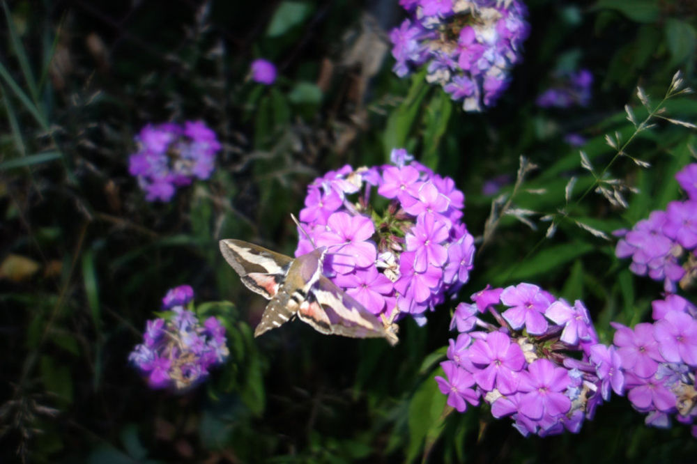 przytuliak A.D. 2019 przytuliak A.D. 2019