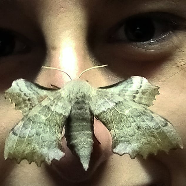 Nastrosz topolowiec Nastrosz topolowiec