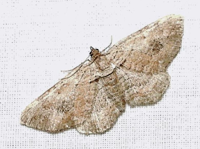 miernikowiec miernikowiec