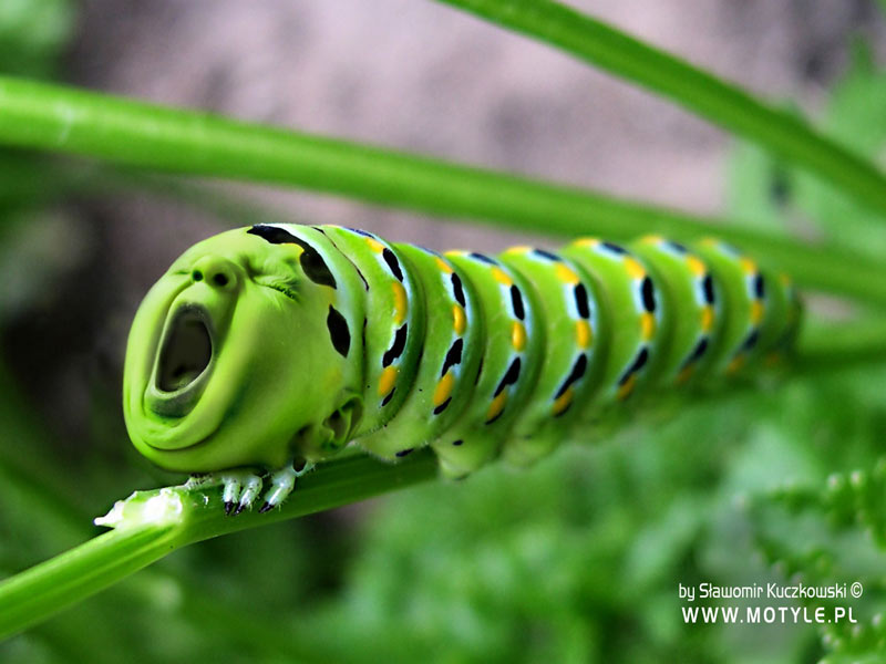 Tapeta: G±sienica -ziewanko ;-) Tapeta: G±sienica -ziewanko ;-)