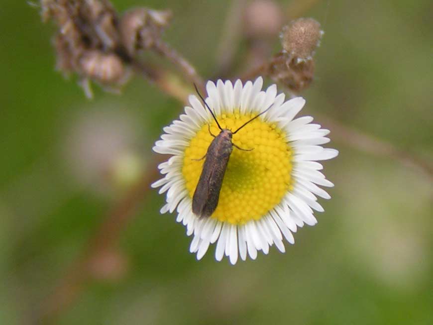 CO TO ZA GATUNEK ? CO TO ZA GATUNEK ?