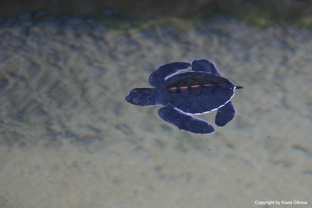 Unawatuna, Sri-Lanka