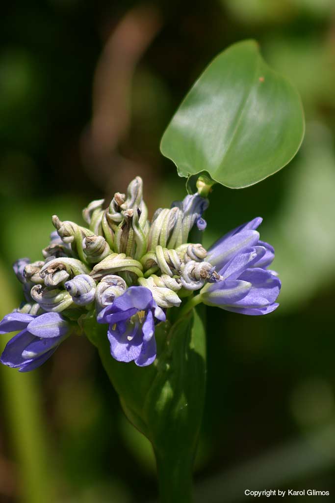 Pollonaruwa, Sri-Lanka