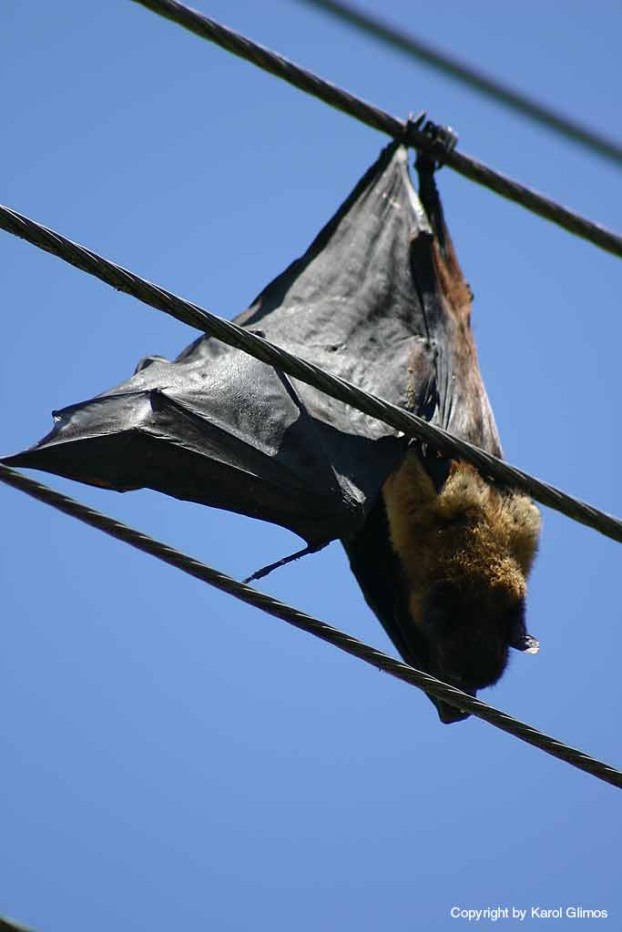 Pollonaruwa, Sri-Lanka