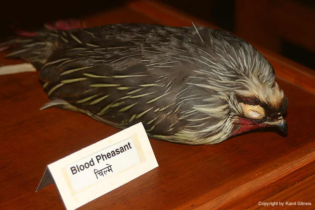 Natural history museum, Pokhara,Nepal. Natural history museum, Pokhara,Nepal.